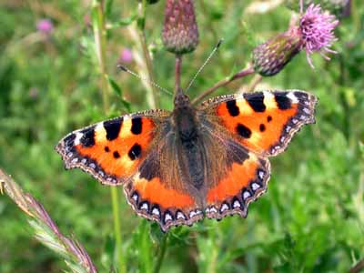 Small Tortoiseshell (Aglais urticae)   Fraser Simpson